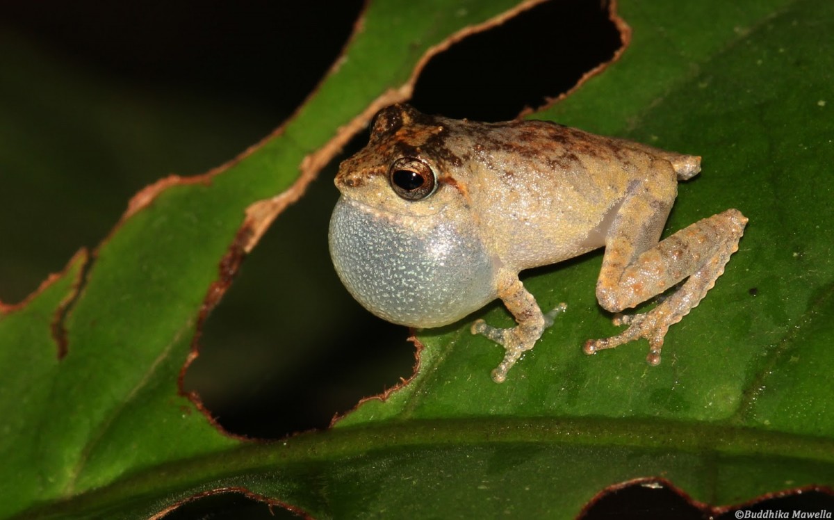 Pseudophilautus mittermeieri Megaskumbura & Manamendra-Arachcchi, 2005